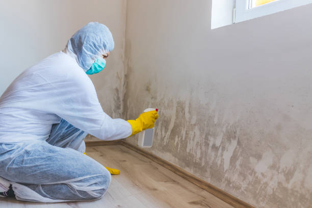 Licensed Mold Remediation service in Ridgewood, IL - WQB Mold Removal
